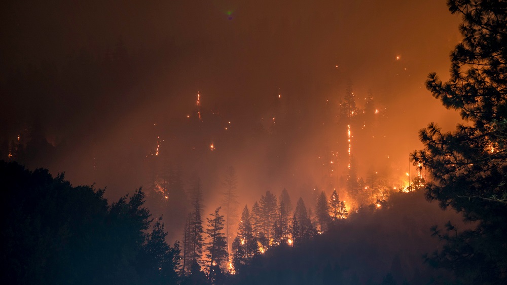 The Los Angeles wildfires